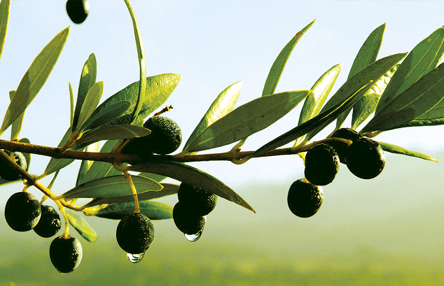 Olives-Molí-del-Set