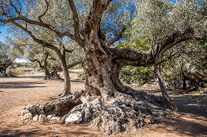 Camp d'oliveres de Sénia.