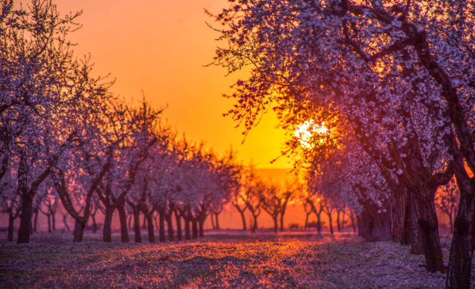 Fotografia de la floració d'ametllers a Arbeca